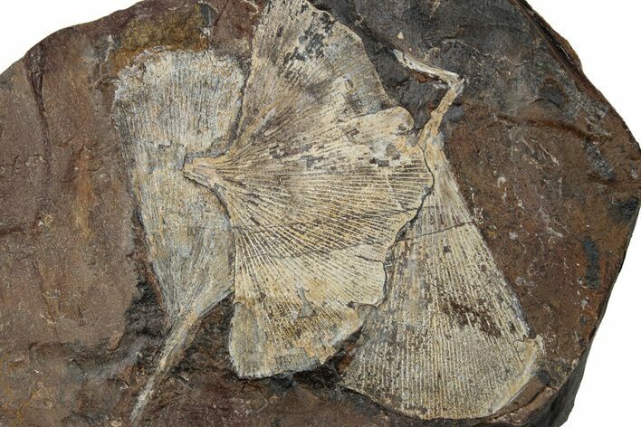 Three Paleocene Fossil Ginkgo Leaves - North Dakota #270191